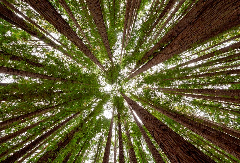 eco tree